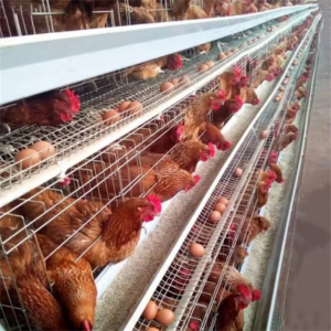 a type galvanized layer cage for poultry farm