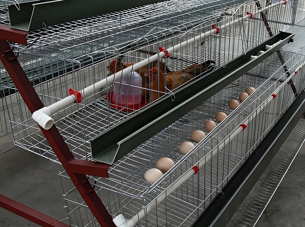 a type ladder layer chicken cage for poultry farm