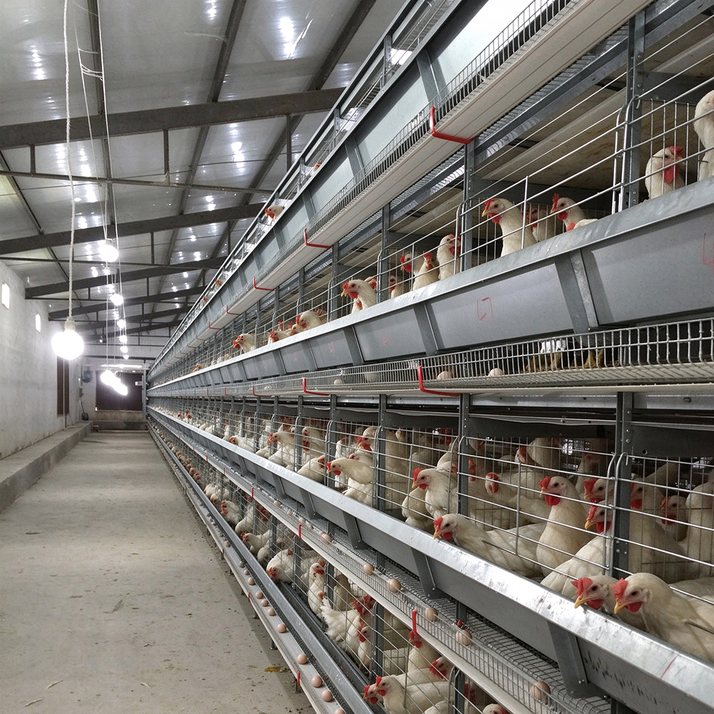 automated h type layer cage system for poultry