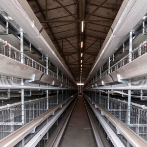 high density galvanized broiler cage for poultry farm
