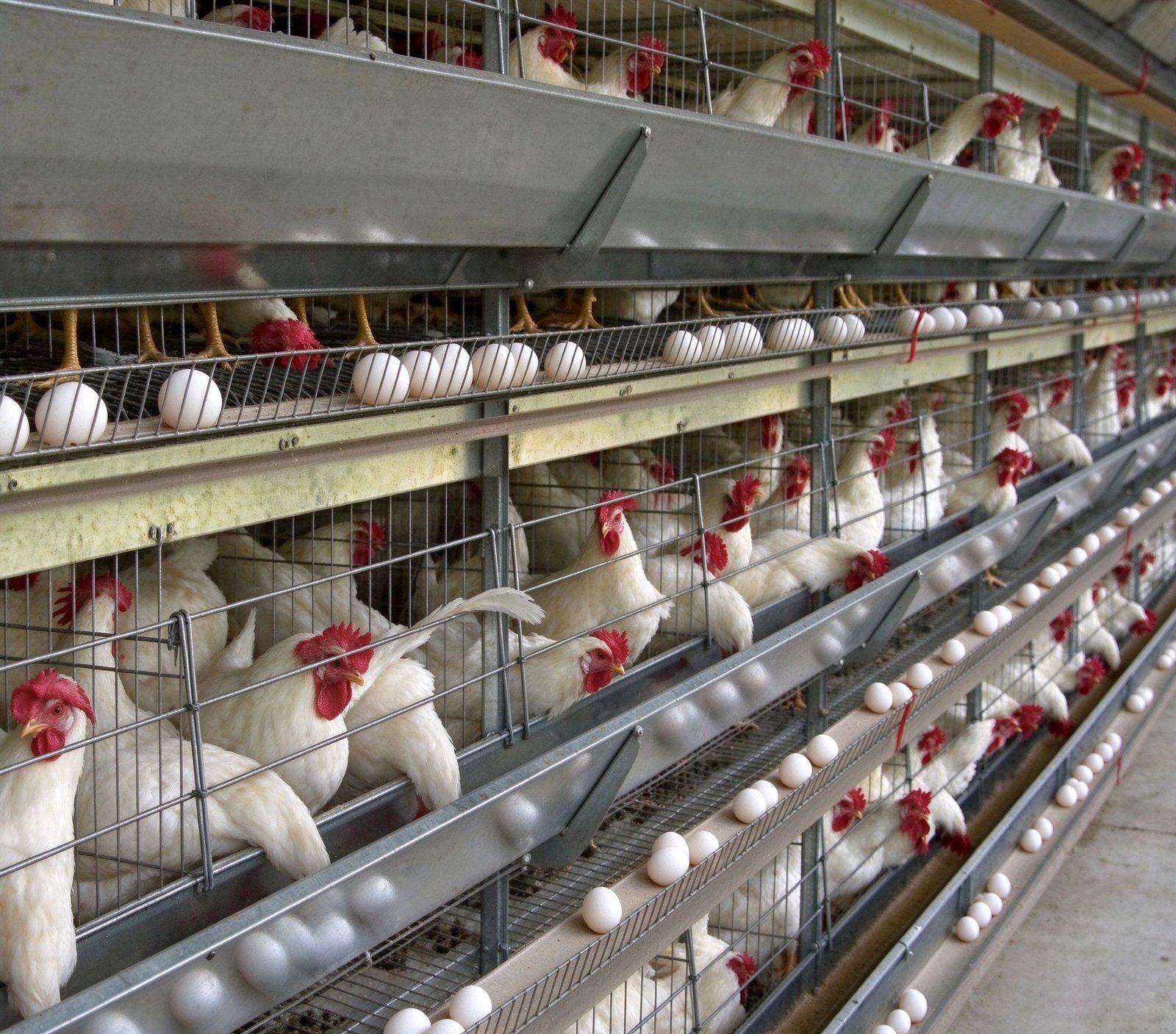 Premium A-Type Layer Chicken Cage for Poultry Farm